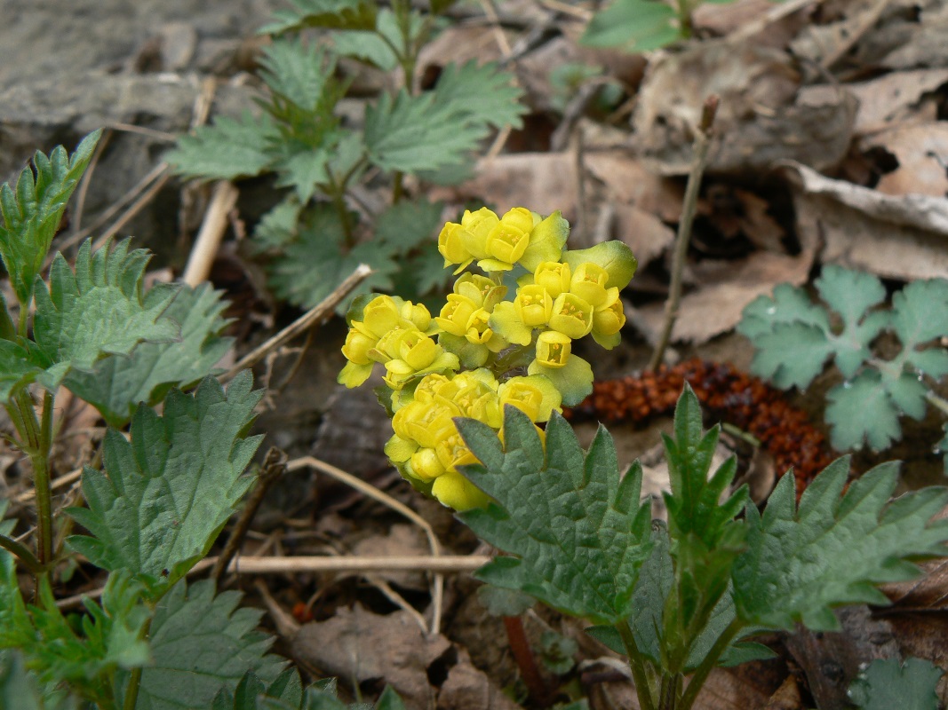 Image of Chrysosplenium pilosum specimen.