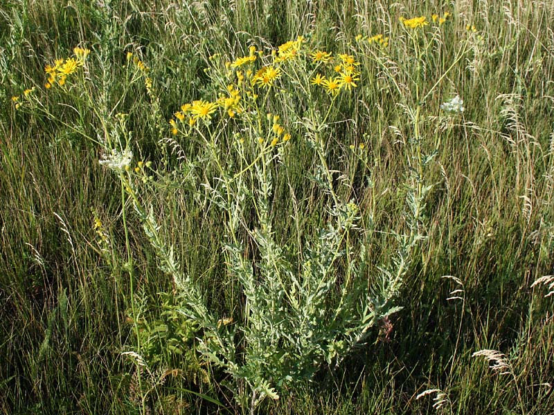 Изображение особи Senecio grandidentatus.
