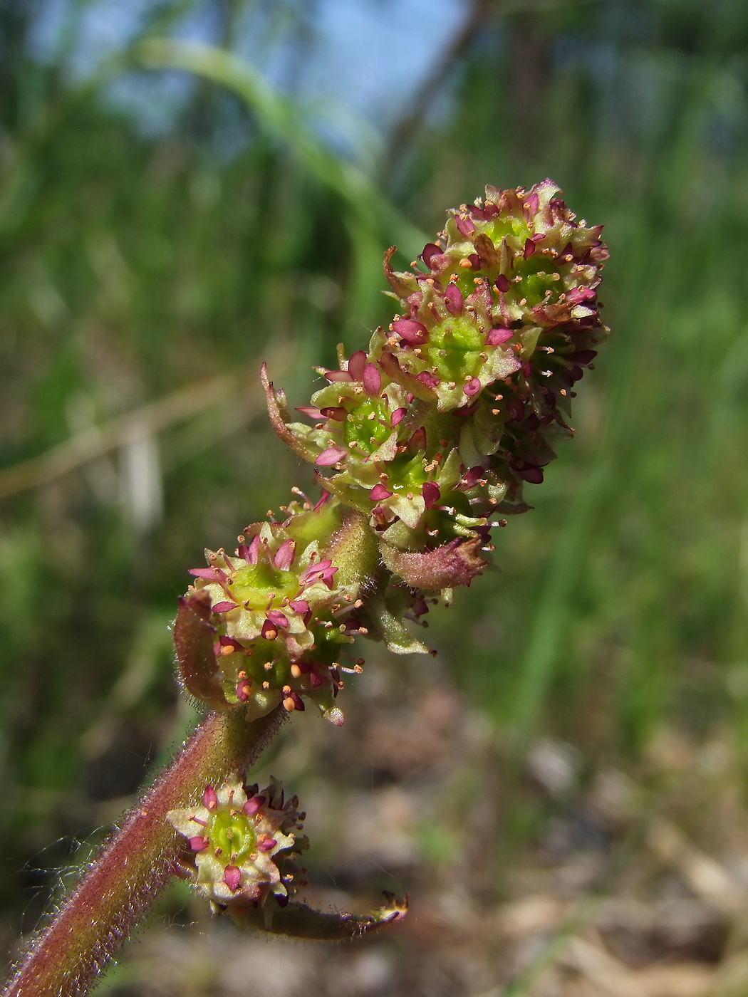 Image of Micranthes hieraciifolia specimen.