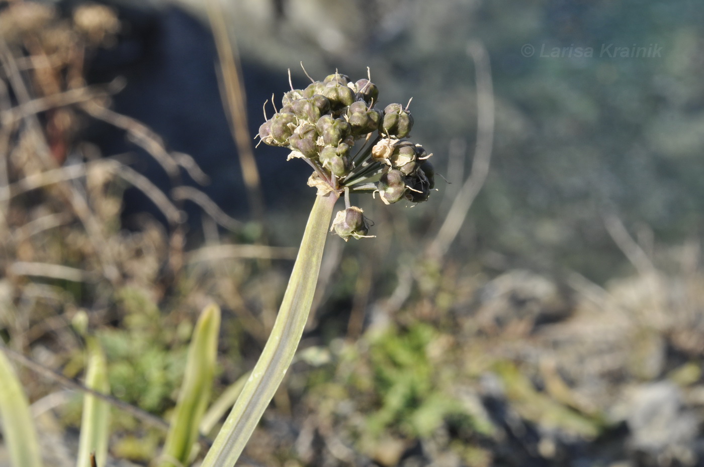 Image of Allium spirale specimen.