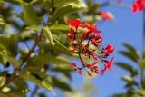 Jatropha integerrima. Соцветие с цветками, бутонами и плодами. Израиль, г. Бат-Ям, в культуре. 06.11.2021.