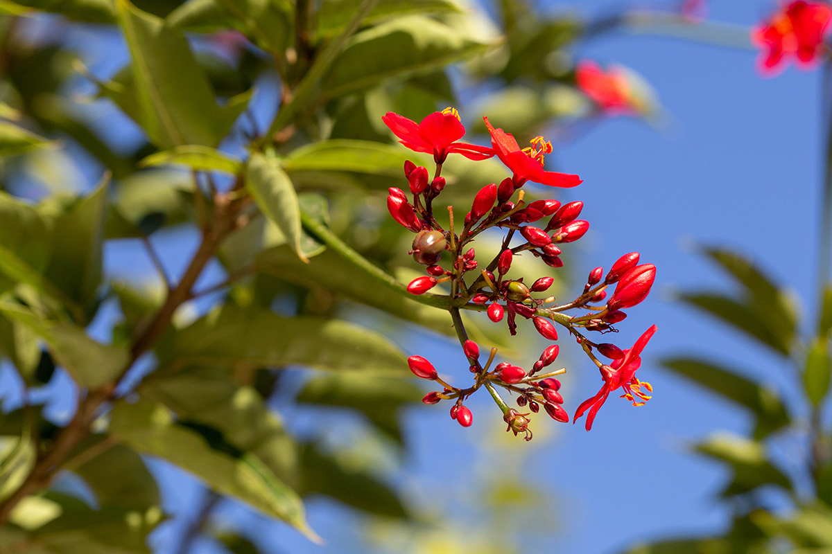 Image of Jatropha integerrima specimen.