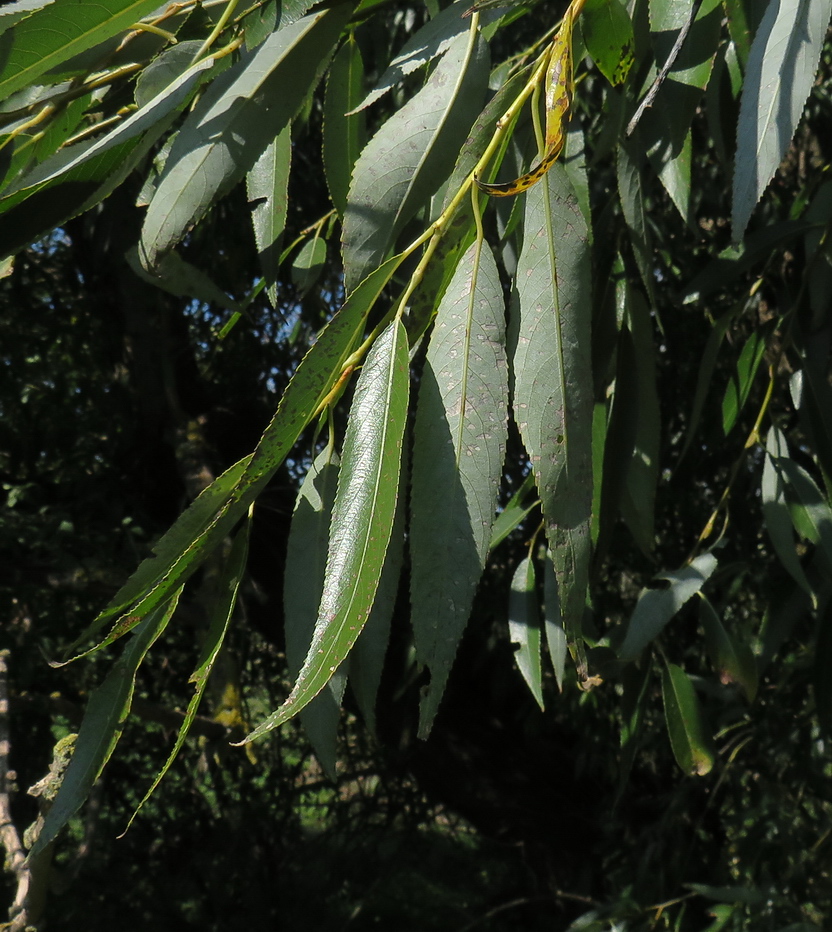 Image of genus Salix specimen.