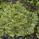 Phaeophyscia orbicularis