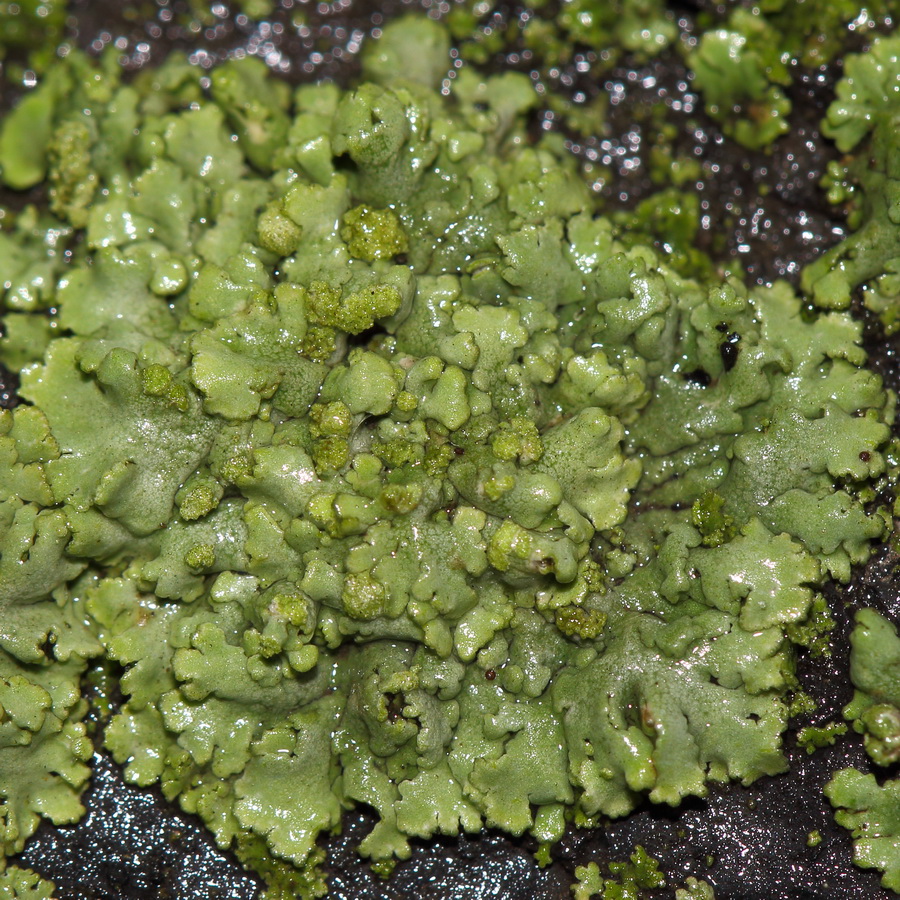 Image of Phaeophyscia orbicularis specimen.