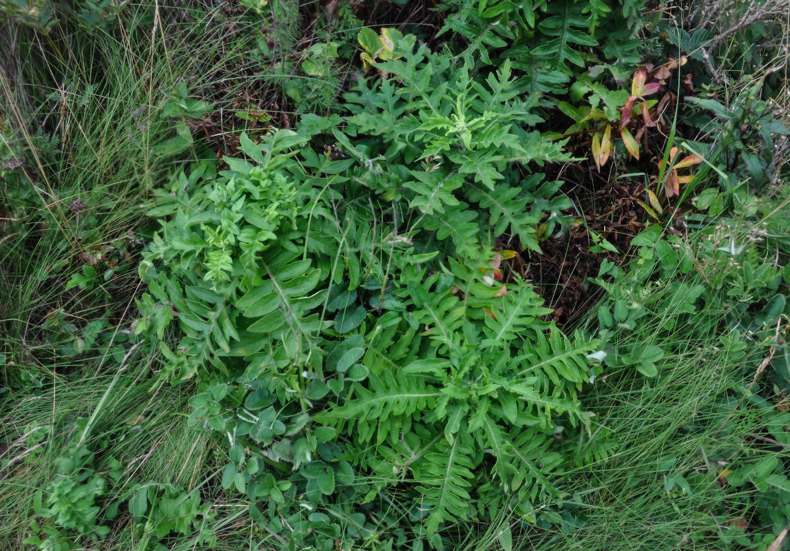 Изображение особи Saussurea pulchella.