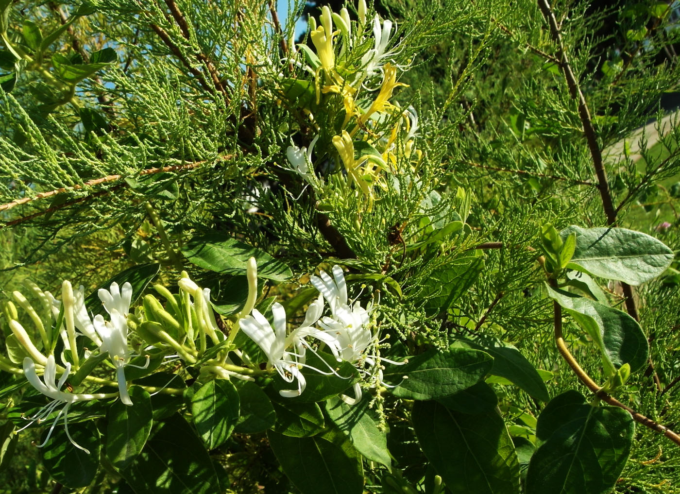 Изображение особи Lonicera japonica.