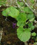 Viola odorata. Цветущее растение. Азербайджан, Лерикский р-н. 13.04.2010.