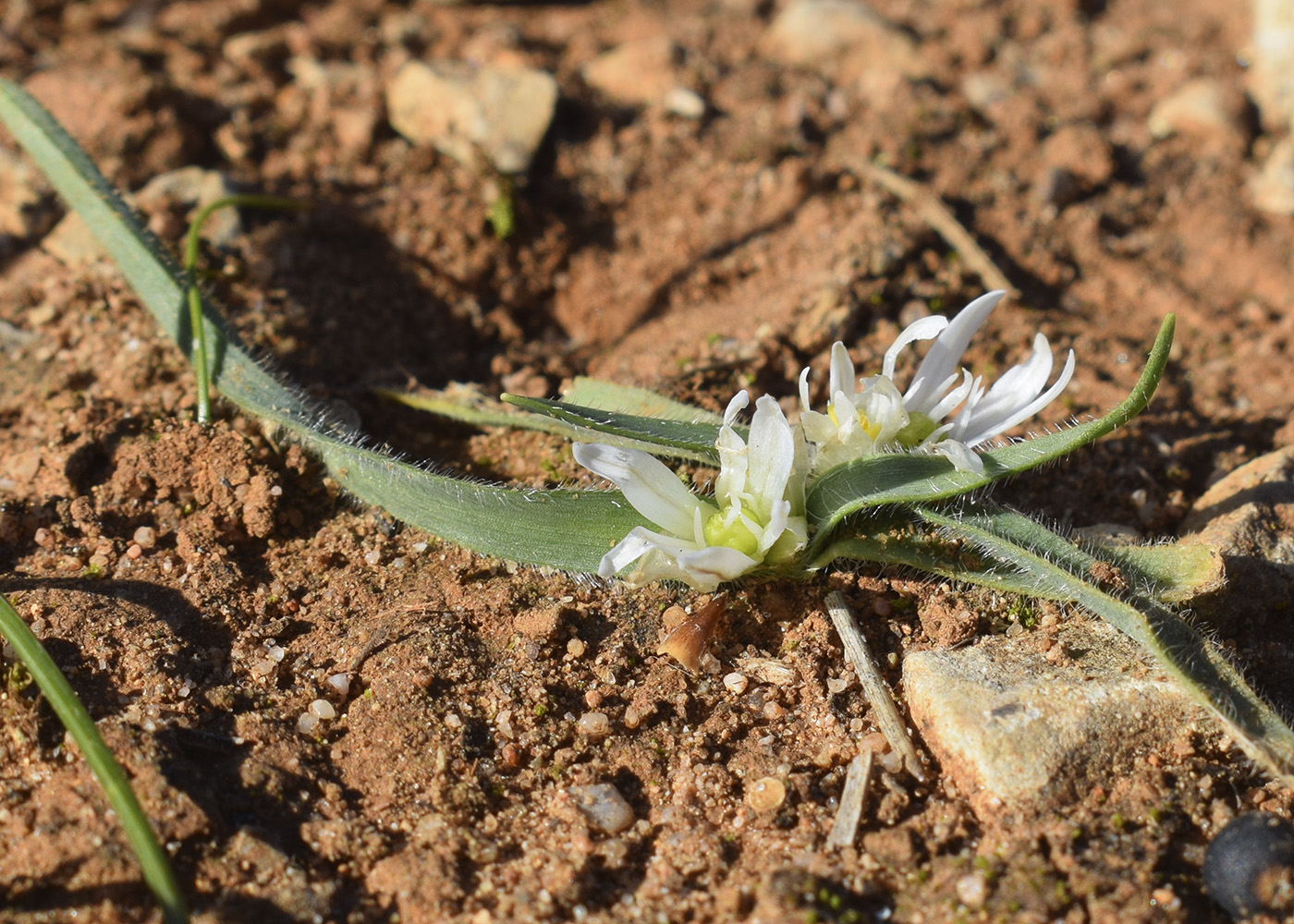 Image of Allium chamaemoly specimen.