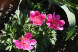 Paeonia officinalis