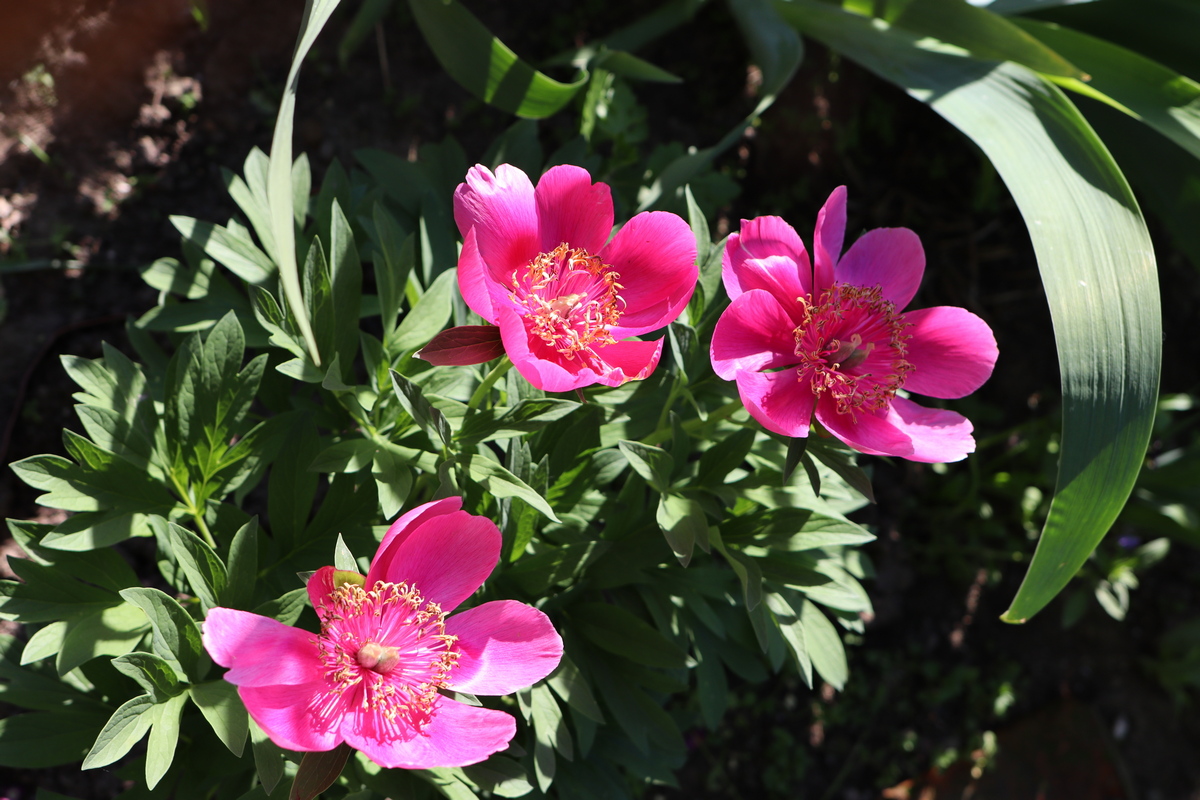 Изображение особи Paeonia officinalis.