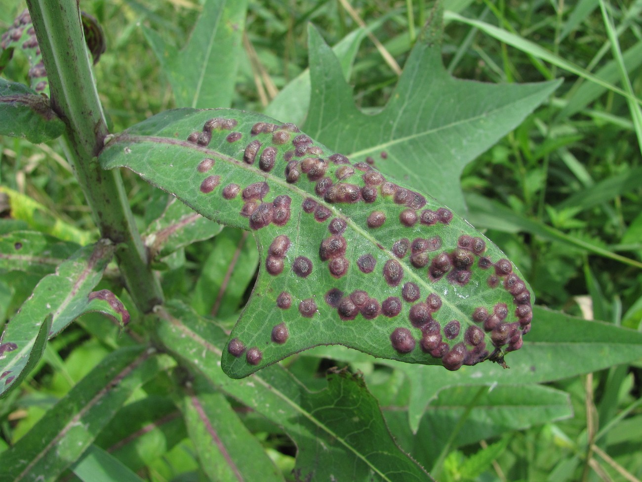 Image of Sonchus palustris specimen.