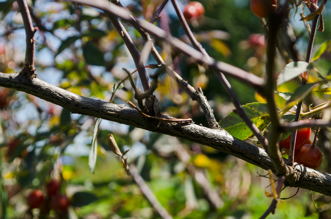 Image of Rosa glauca specimen.