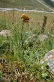 Anthemis sosnovskyana