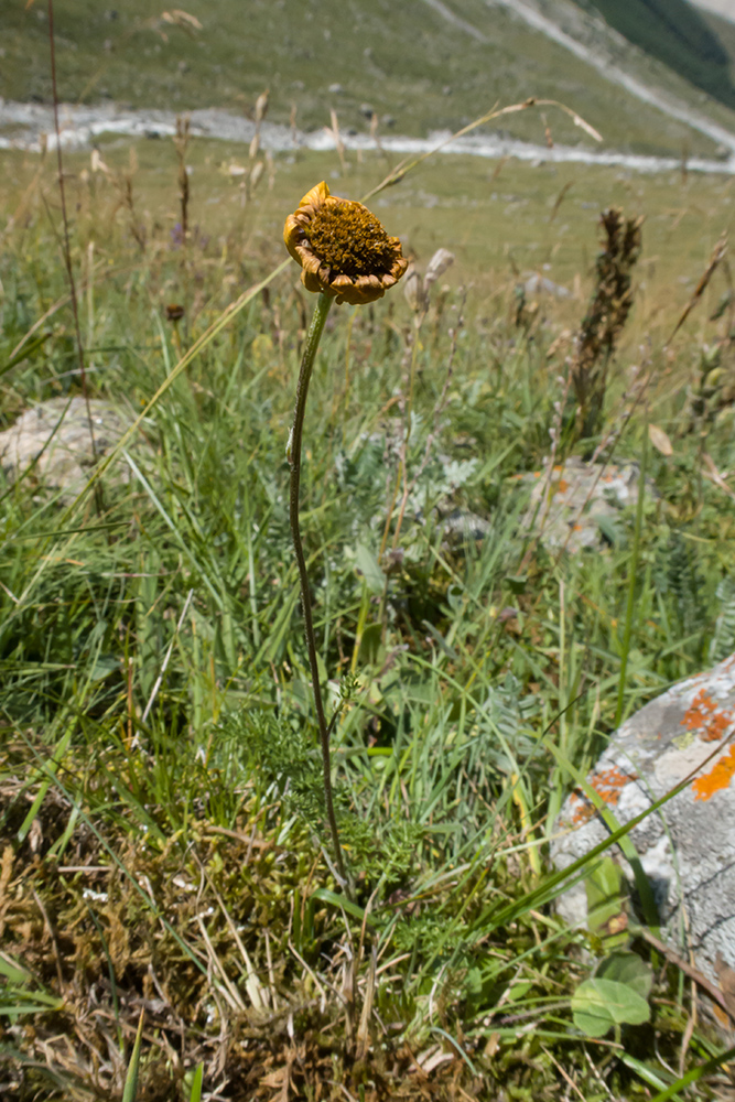 Image of Anthemis sosnovskyana specimen.