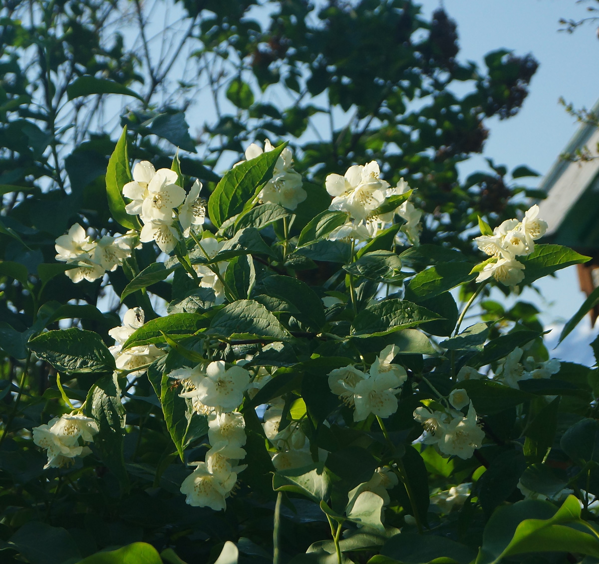 Image of genus Philadelphus specimen.