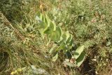 Polygonatum odoratum