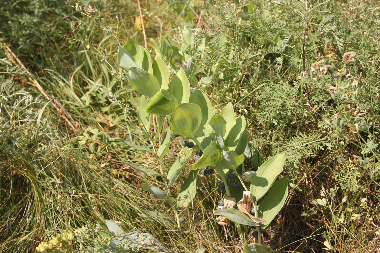 Image of Polygonatum odoratum specimen.