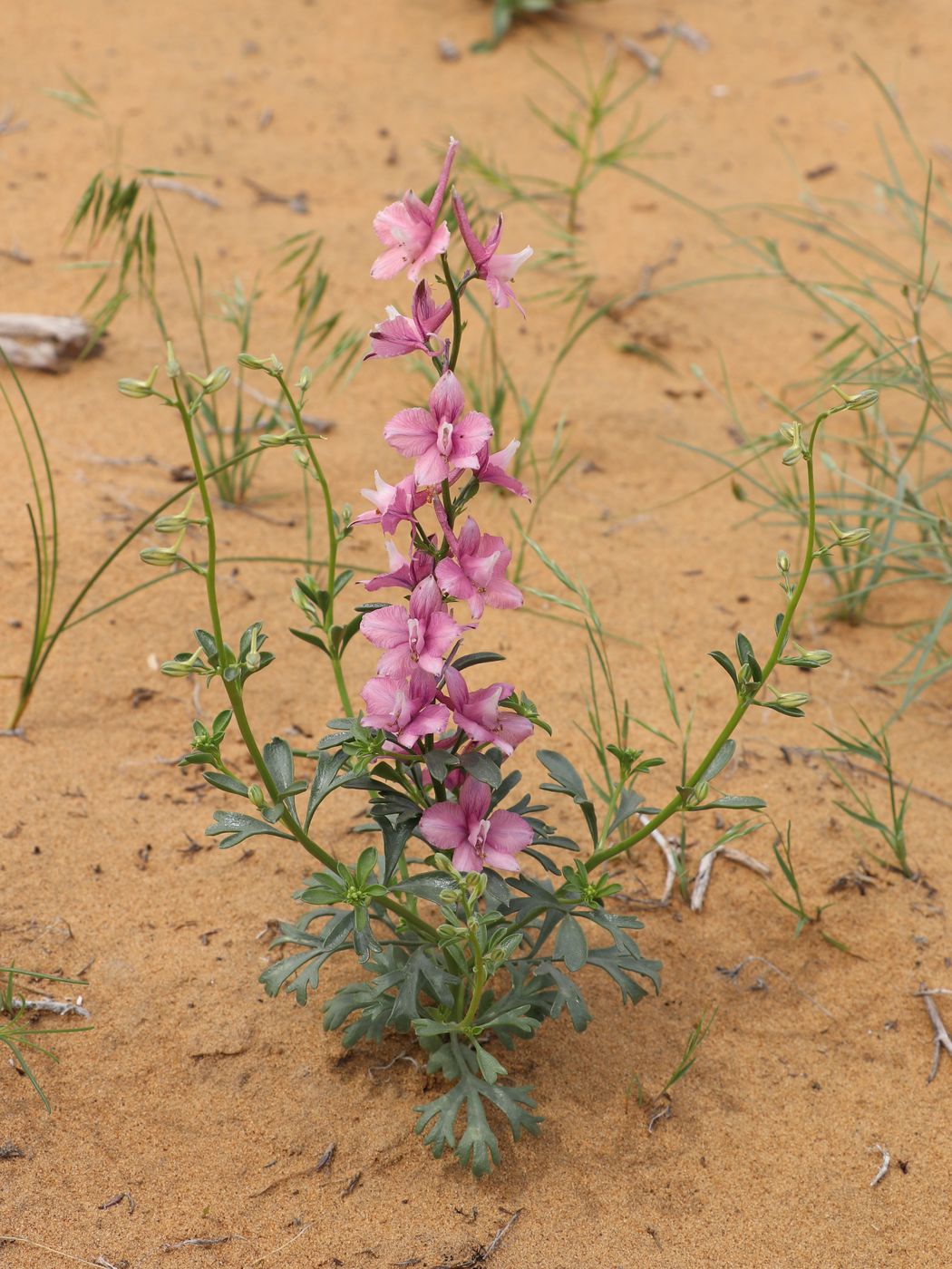 Image of Delphinium camptocarpum specimen.