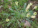 Astragalus calycinus