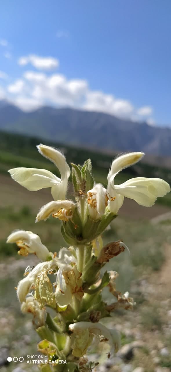 Image of Phlomoides pulchra specimen.