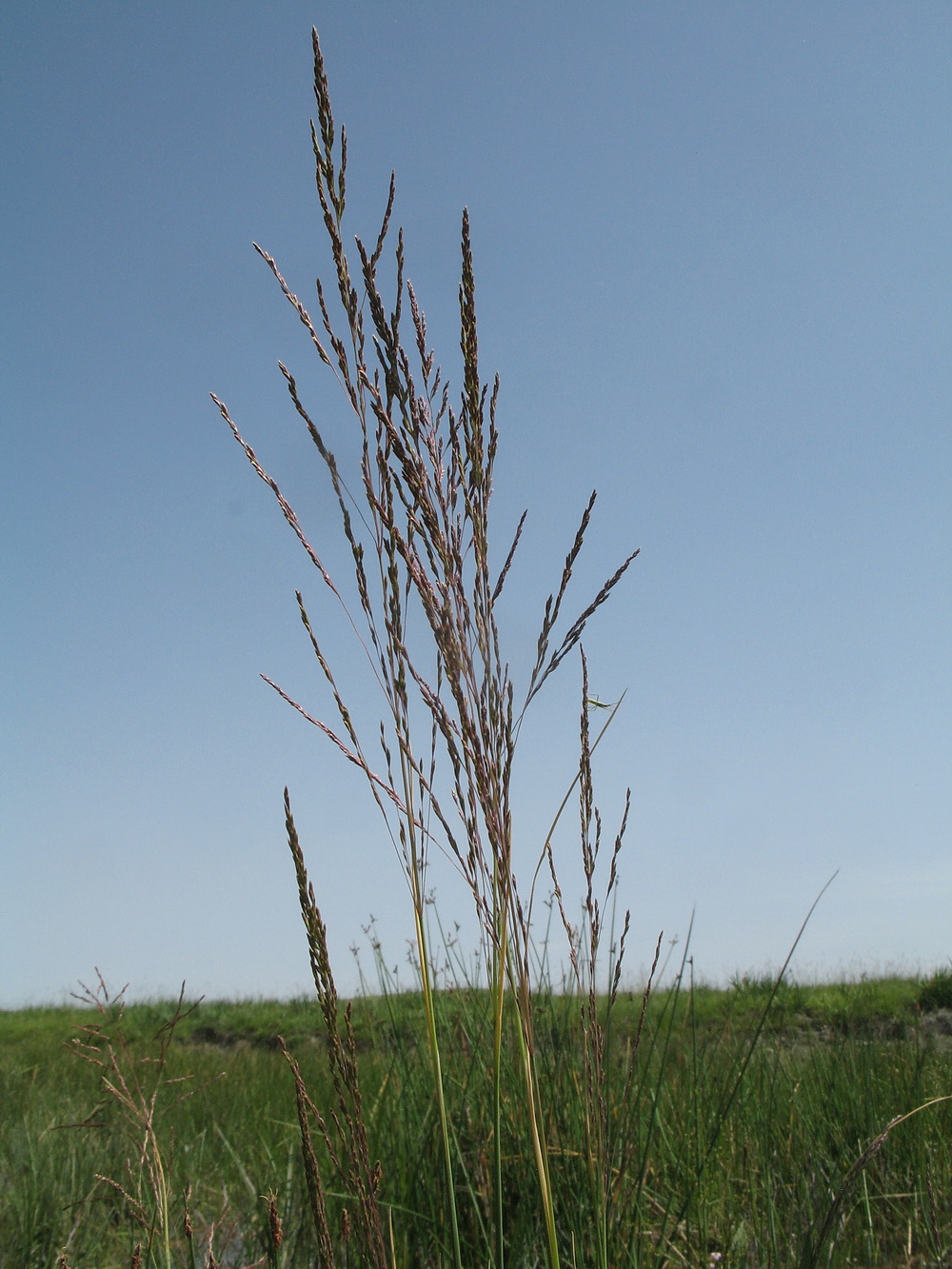 Image of genus Puccinellia specimen.