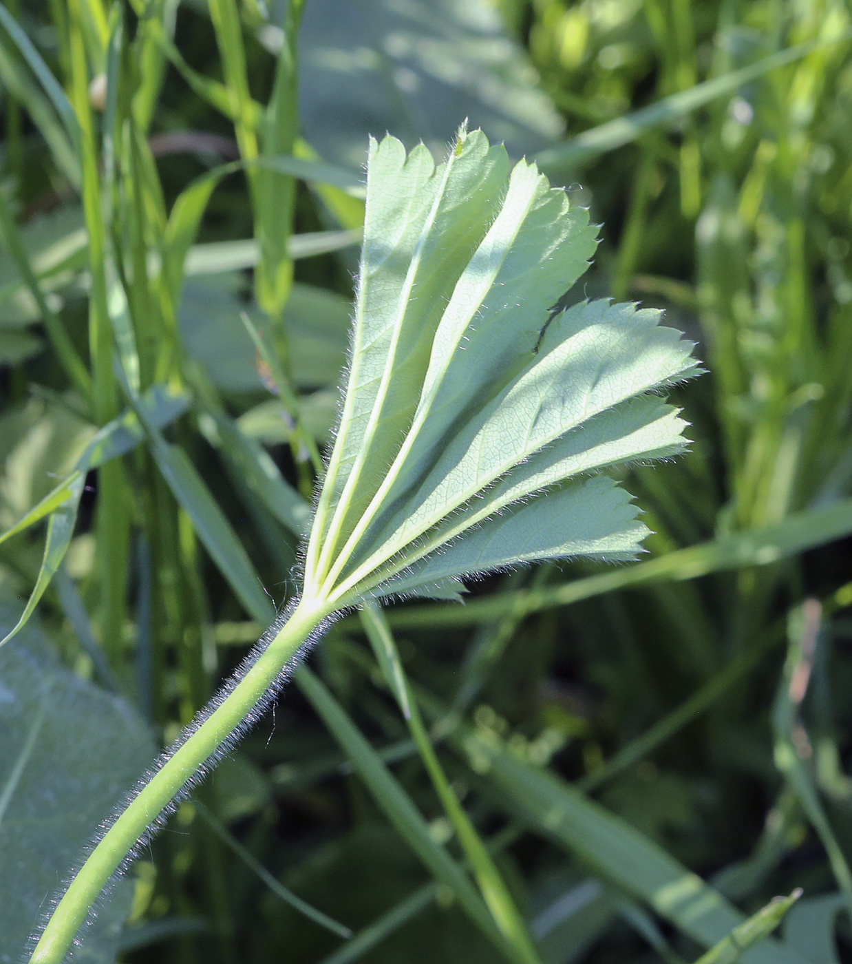 Изображение особи род Alchemilla.