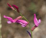 Astragalus haesitabundus. Верхушка соцветия. Дагестан, Буйнакский р-н, окр. Чиркейского вдхр., глинистые обнажения. 27 мая 2022 г.