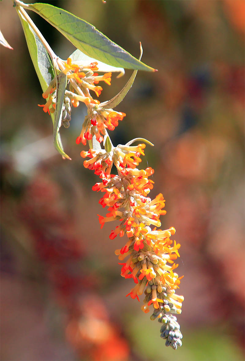 Image of Buddleja polystachya specimen.