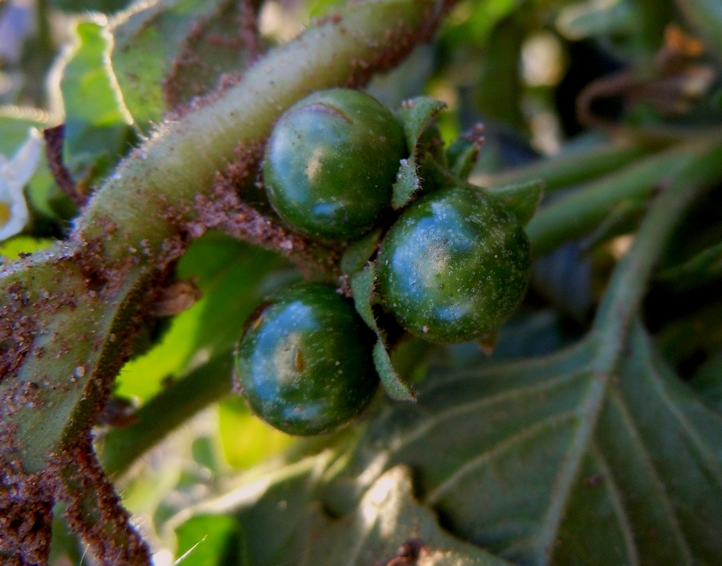 Image of Solanum nitidibaccatum specimen.