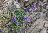 Campanula hohenackeri. Цветущее растение. Дагестан, Гунибский р-н, окр. с. Гамсутль, ≈ 1400 м н.у.м., каменистый склон. 29.07.2022.