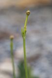 Cephalaria coriacea. Верхушка побега с бутонами. Краснодарский край, Пшадский сельский округ, окр. с. Криница, ущ. Грекова щель, осыпной приморский склон. 10.07.2022.