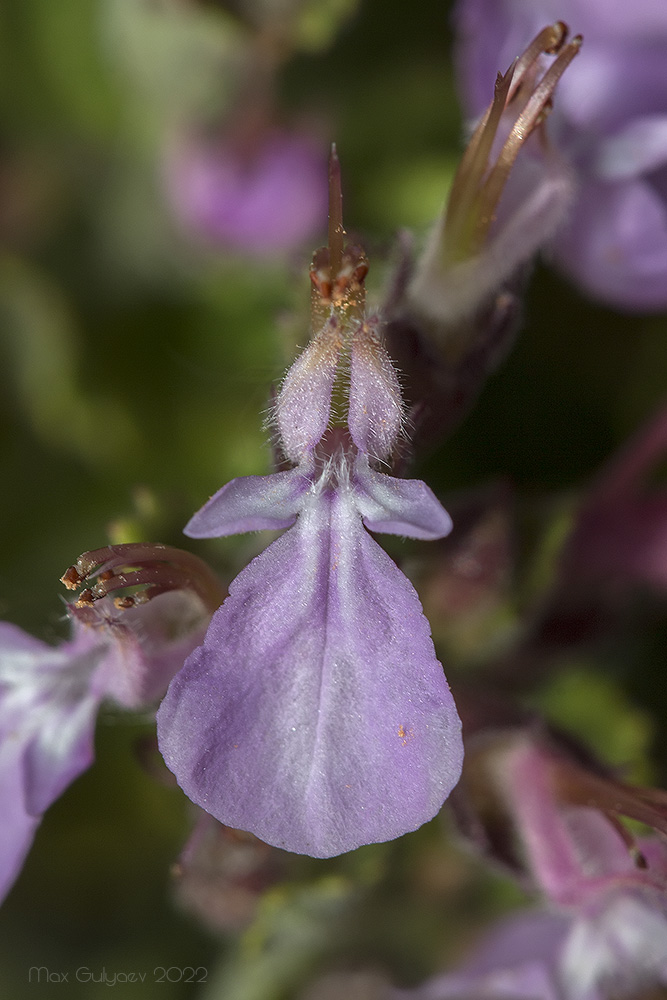 Изображение особи Teucrium chamaedrys.