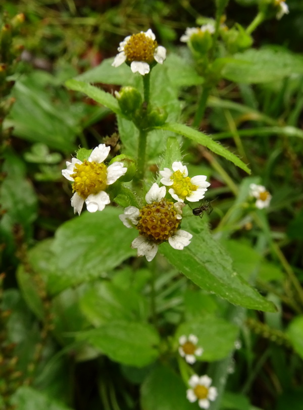 Image of Galinsoga parviflora specimen.