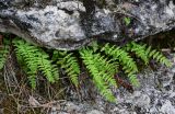 Woodsia caucasica. Вегетирующие растения. Дагестан, Гунибский р-н, Салтинская теснина, на скале. 02.05.2022.