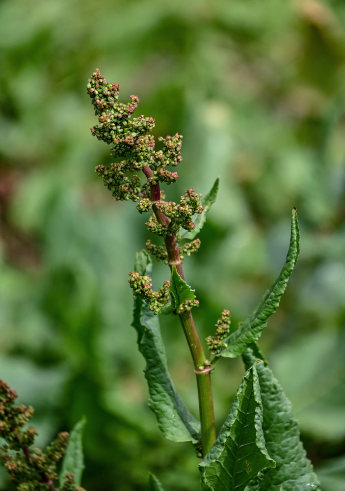 Изображение особи Rumex tianschanicus.