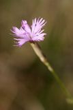 Dianthus karataviensis. Цветок. Южный Казахстан, Джабаглытау, подгорная степь в 1.5 км восточнее пос. Амангельды. 07.07.2010.