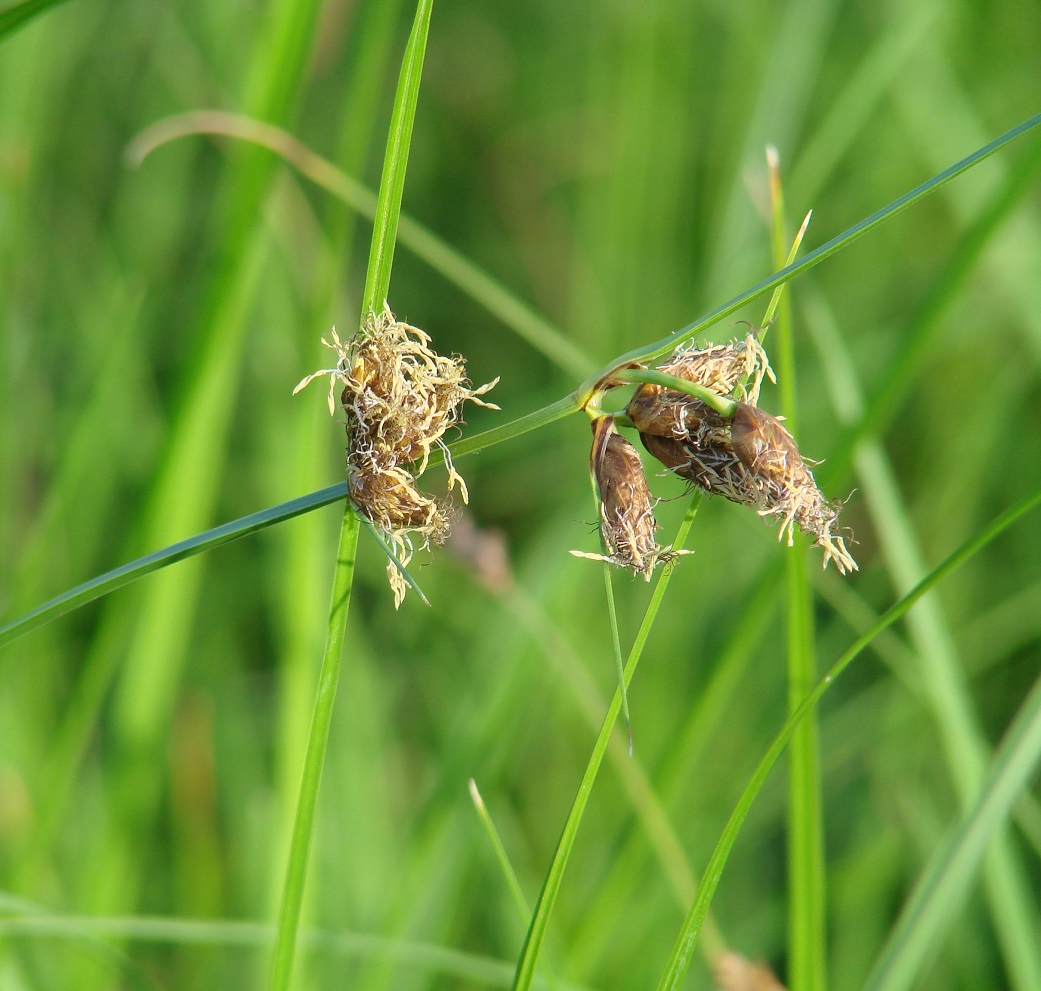 Изображение особи Bolboschoenus planiculmis.