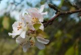 род Malus. Соцветия (вторичное цветение). Луганская народная республика, г. Луганск, балка Мощинский Яр, склон северо-западной эксп. 14.09.2022.