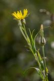 род Tragopogon. Верхушка побега с соцветием. Ростов-на-Дону, Ботанический сад, пойменный луг. 22.10.2022.