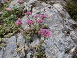 Sedum spurium. Цветущее растение. Карачаево-Черкесия, Урупский р-н, окр. пос. Дамхурц, правый берег реки Большая Лаба, ≈ 1000 м н.у.м., скальное обнажение. 30.07.2022.