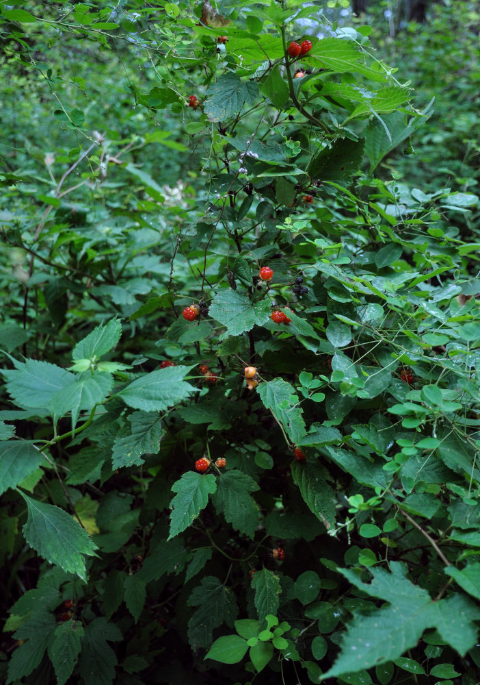 Image of Rubus crataegifolius specimen.