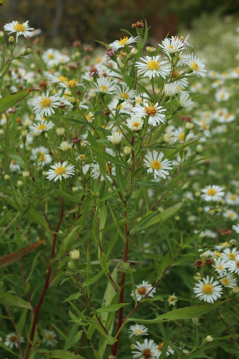 Image of Symphyotrichum lanceolatum specimen.