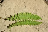 Woodsia caucasica. Вайи. Республика Адыгея, Майкопский р-н, окр. пос. Каменномостский, нижняя часть каньона р. Мишоко. 30 июля 2022 г.