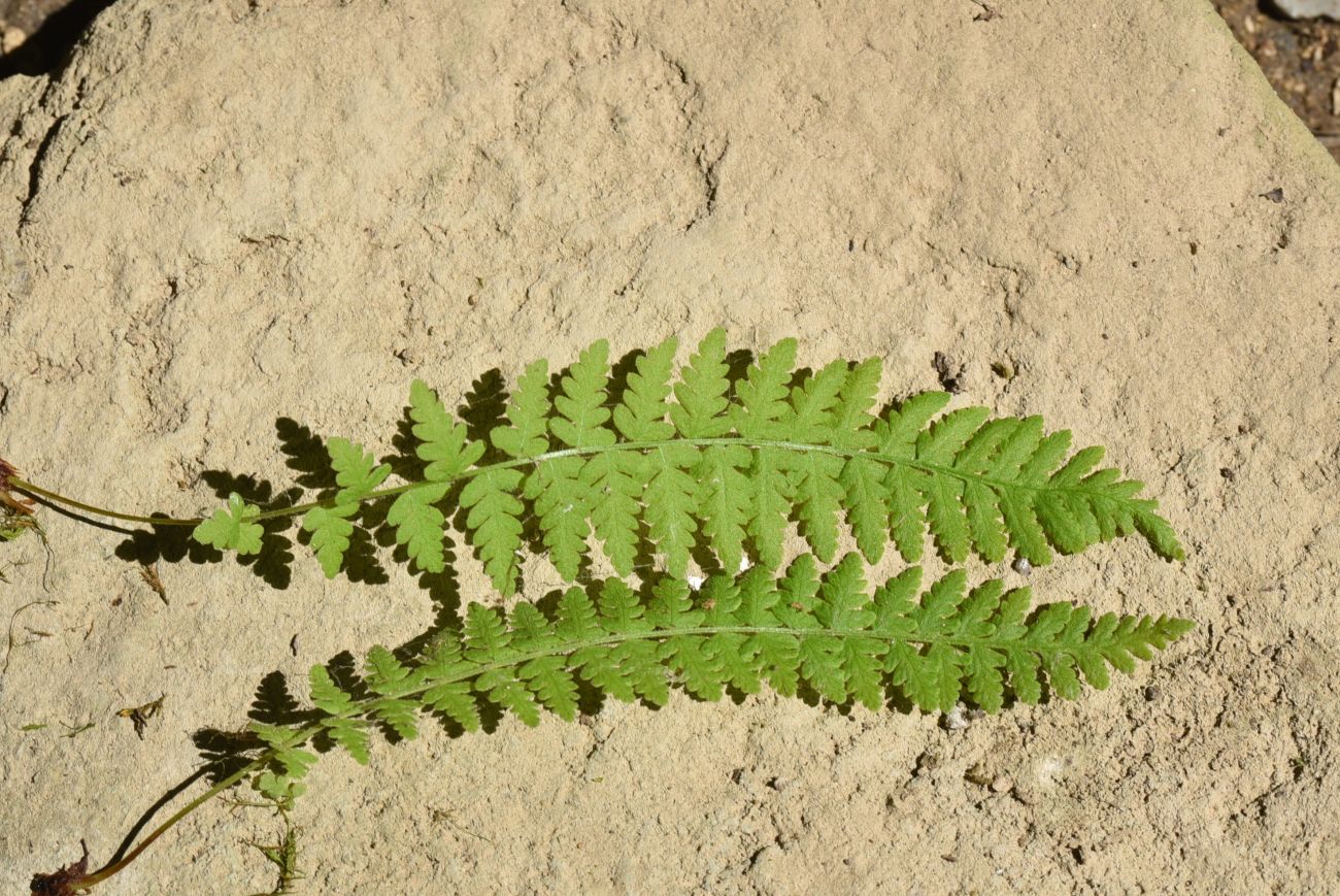 Изображение особи Woodsia caucasica.