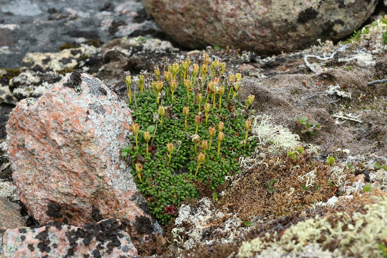 Изображение особи Diapensia lapponica.