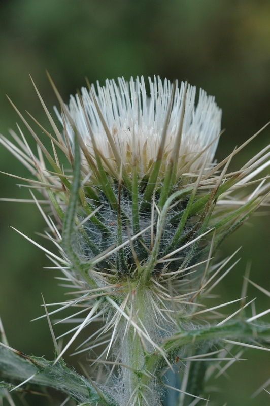 Изображение особи Cirsium sairamense.