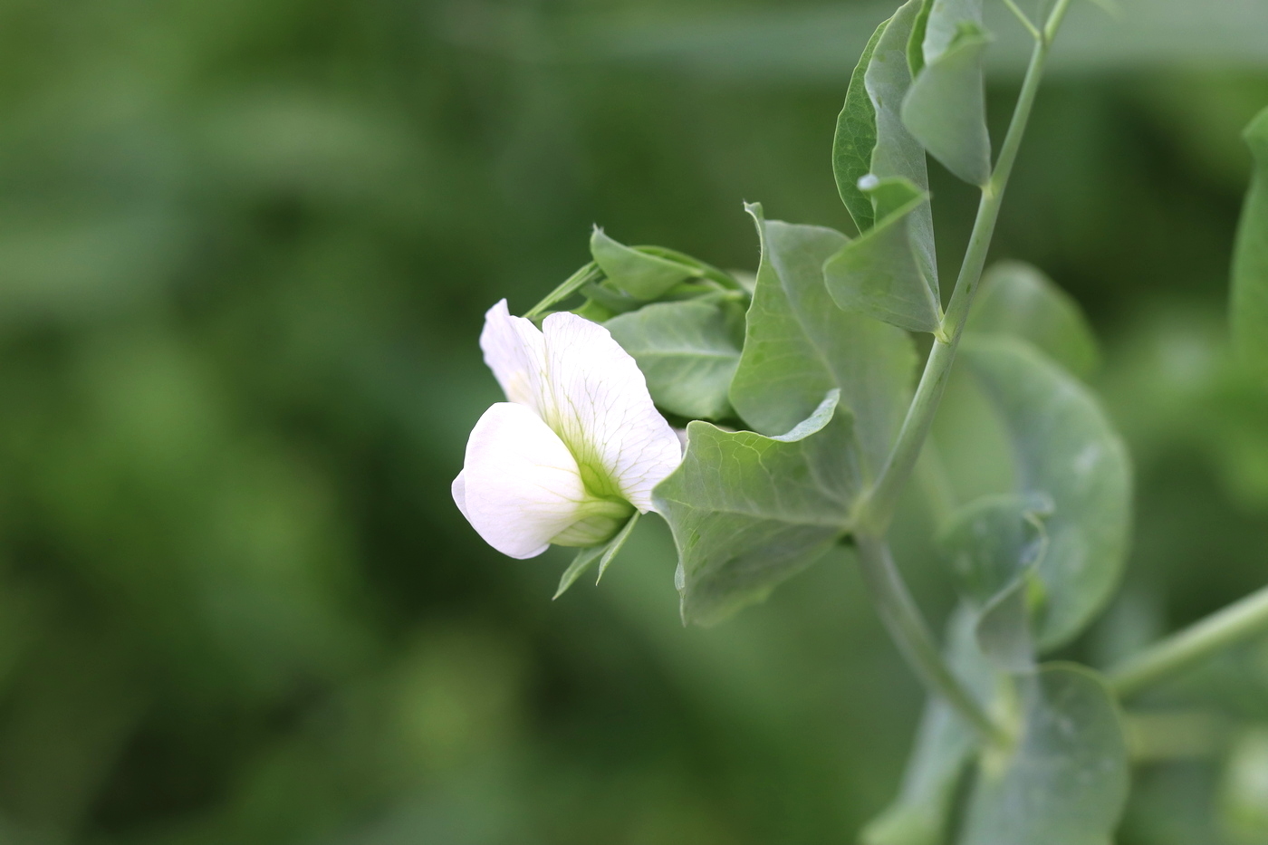 Изображение особи Pisum sativum.