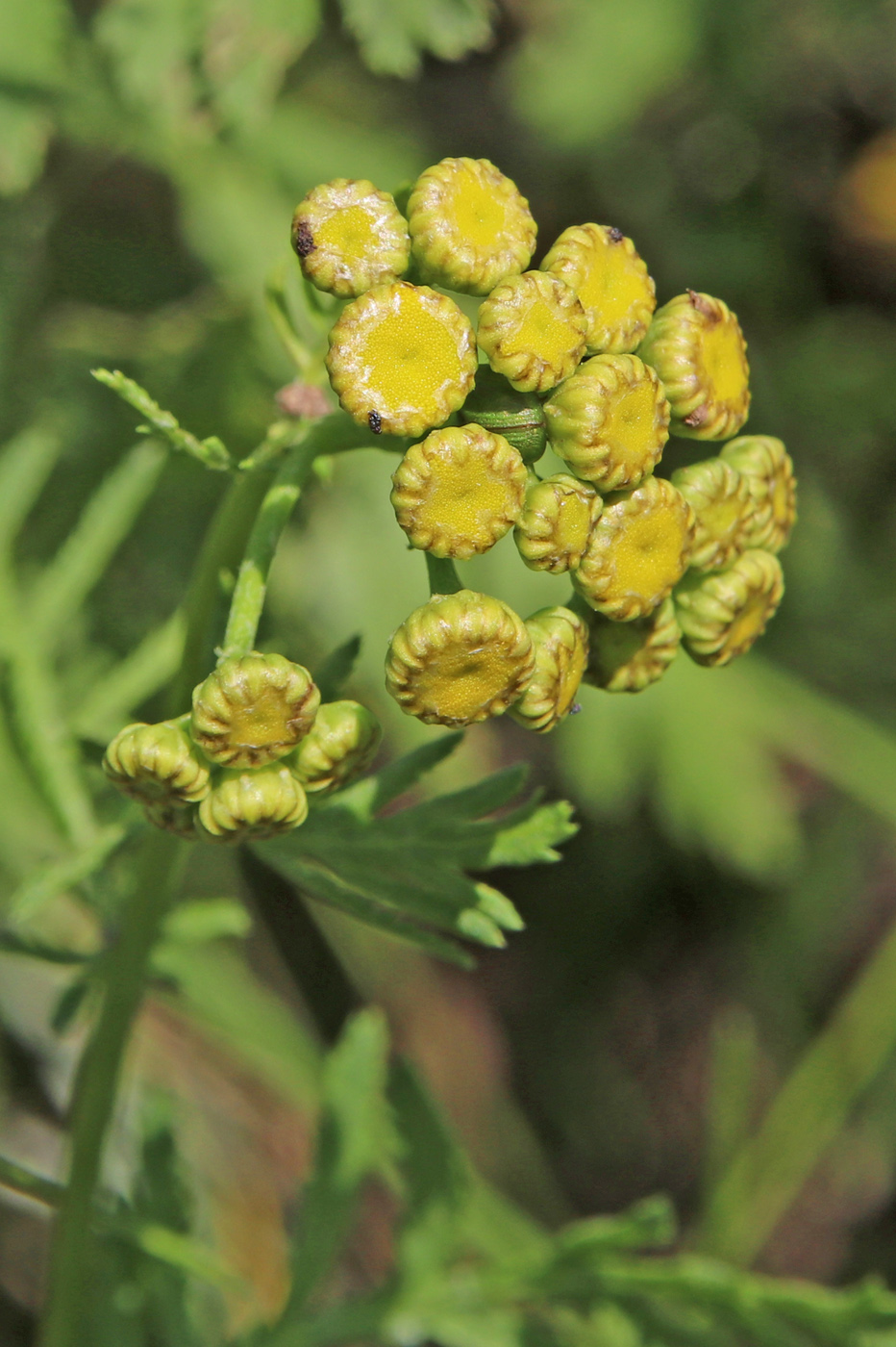 Изображение особи Tanacetum vulgare.