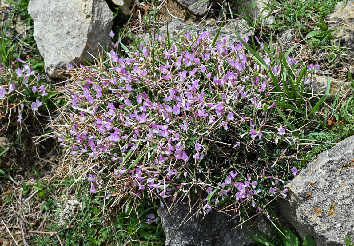 Изображение особи Onobrychis cornuta.